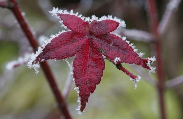 námraza na javorovém listu (zahrada autora)