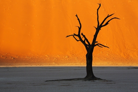 mrtvý strom v Dead Vlei - mrtvá bažina, Namibie