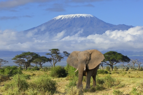 slon pod Kilimandžárem, NP Amboseli, Tanzánie