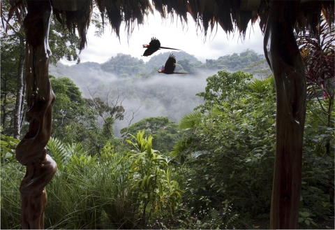 výhled z chaty do pralesa (Kostarika)