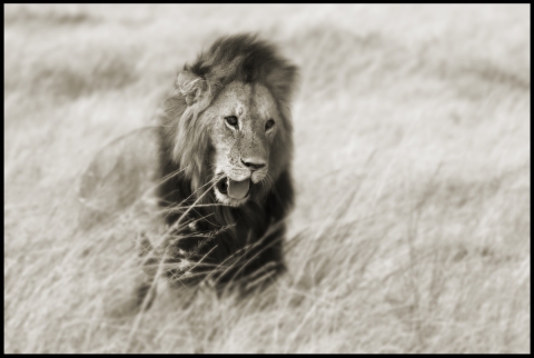 lev, Masai Mara, Keňa