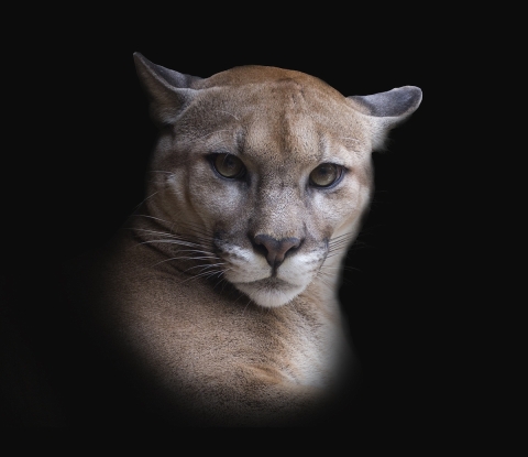 portrét pumy americké, zoopark La Paz