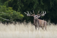 jelen evropský, Dánsko
