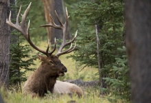 jelen Wapiti, NP Jasper