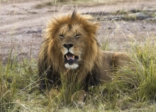 lev masajský, Masai Mara
