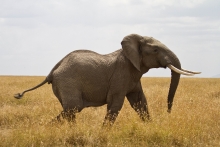 sloní samec, Masai Mara