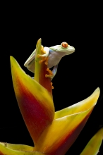 listovnice červenooká, La Paz