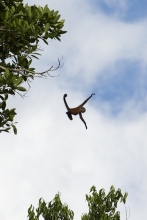 skákající chápan středoamerický, Corcovado