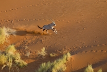 přímorožec oryx v Sussusvlei, Namibie