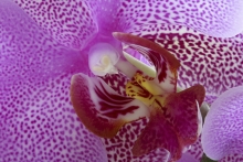 Květ orchideje Phalaenopsis