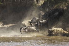 pakoně, Masai Mara, Keňa