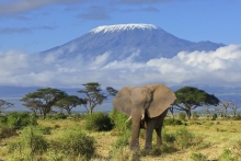 slon pod Kilimandžárem, NP Amboseli, Tanzánie