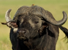 buvol africký, Serengeti
