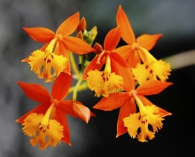 květy orchideje - Epidodendrum (tropická zahrada autora)