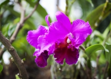 růžový květ - Cattleya (tropická zahrada autora)