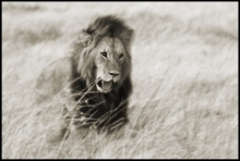 lev, Masai Mara, Keňa