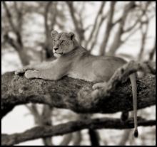 "stromoví lvi", Serengeti, Tanzánie