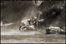 přechod pakoňí přes řeku Mara, Keňa