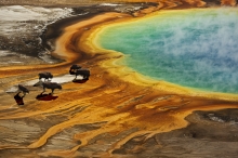 bizoni u Grand Prismatic, N.P. Yellowstone