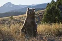 grizzly, N.P. Yellowstone