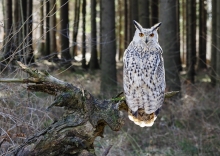 výr západosibiřský