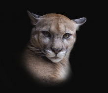 portrét pumy americké, zoopark La Paz