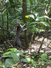 ocelot velký, NP Arenal